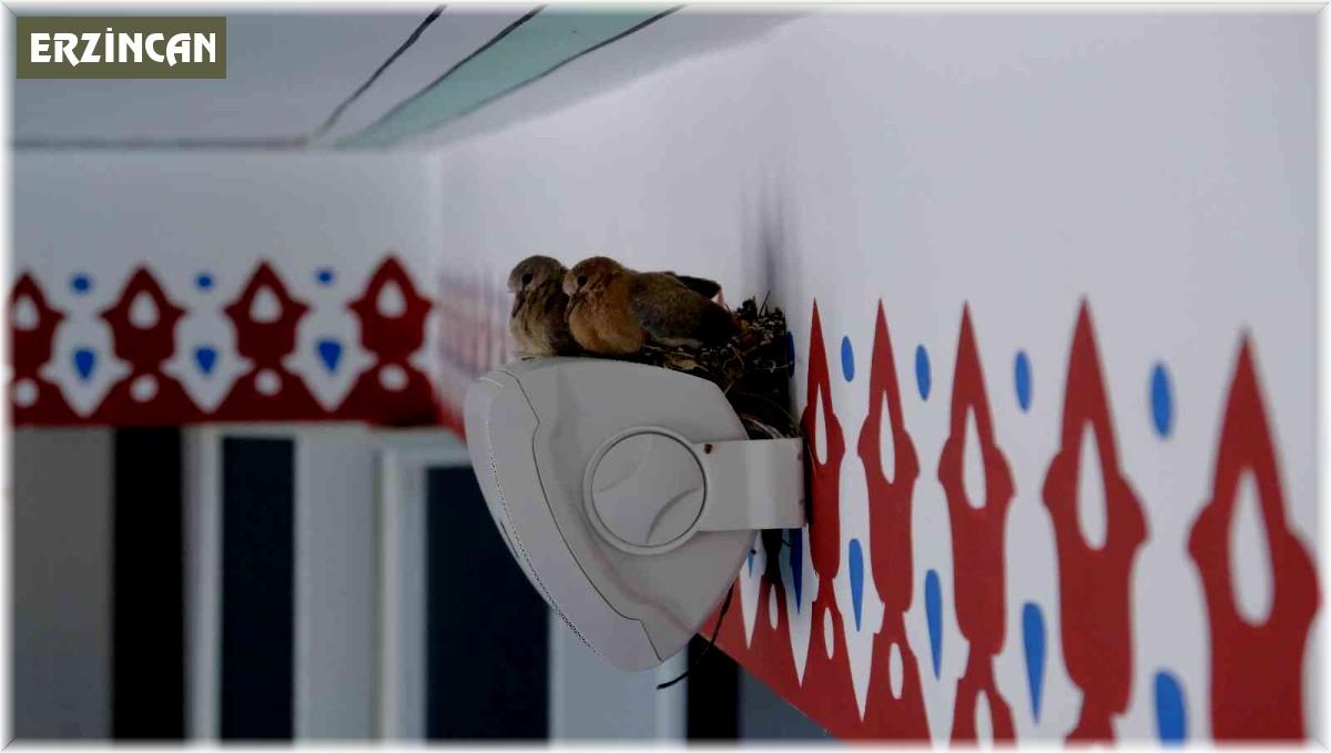 Camiyi mesken tutan kumrular yuvalarını hoparlörlerin üzerine inşa ediyor