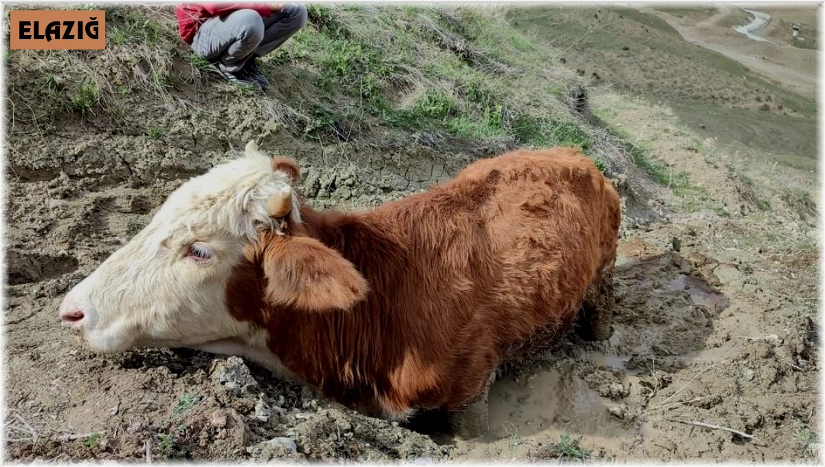Çamura saplanan ineği vatandaşlar kurtardı