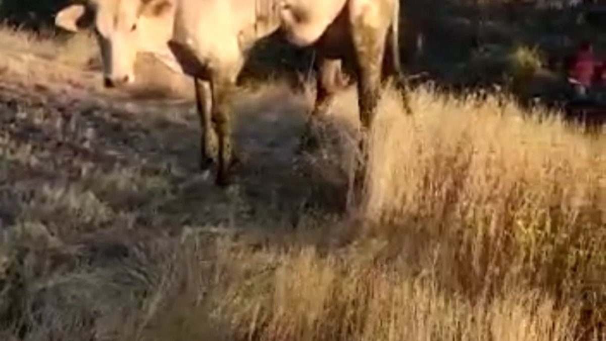 Çamura saplanan ineği VEDAŞ ekipleri kurtardı