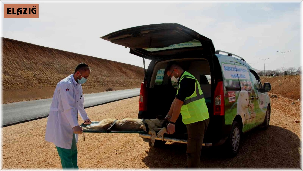 Can dostlar için 'Tedavi ve Nakil Aracı' hizmete girdi