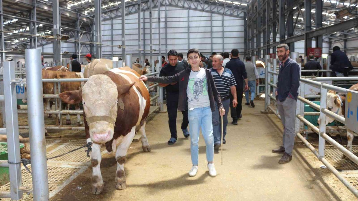 Canlı hayvan pazarında Kurban Bayramı öncesi yoğunluk arttı