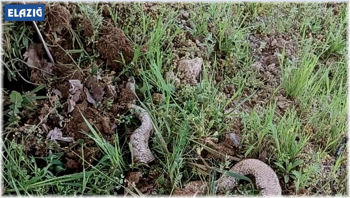 Çapa makinesine takılan 3 metrelik dev yılan paniğe neden oldu