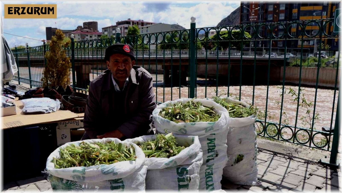 Çaşır'ın kilosu 40 liradan satılıyor