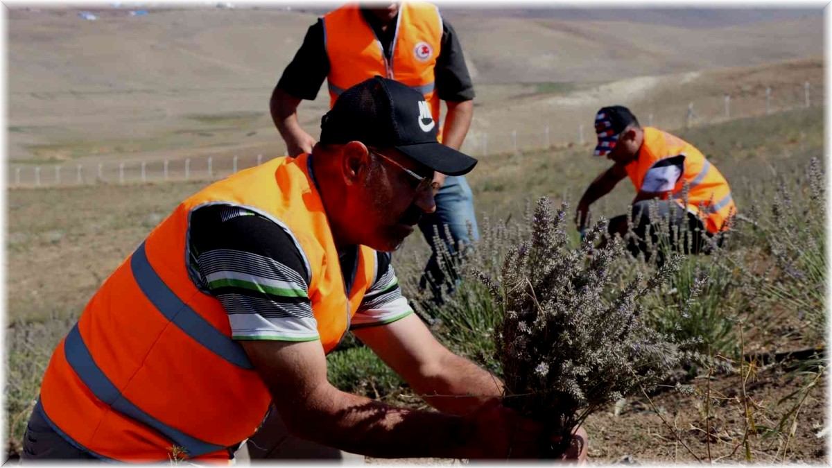 Çat ilçesinde lavanta hasadı yapıldı