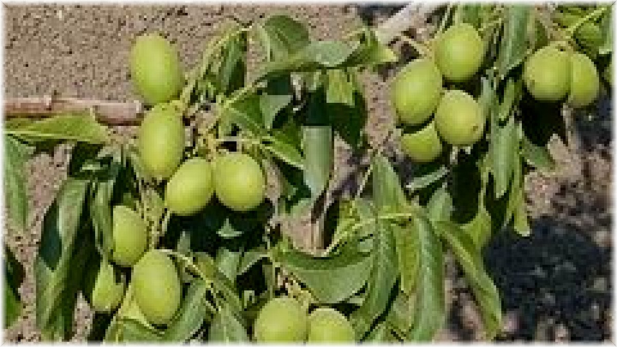 Çatak cevizi tescillendi