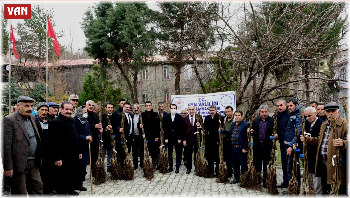 Çatak'ta 19 bin 250 ceviz fidanı dağıtıldı