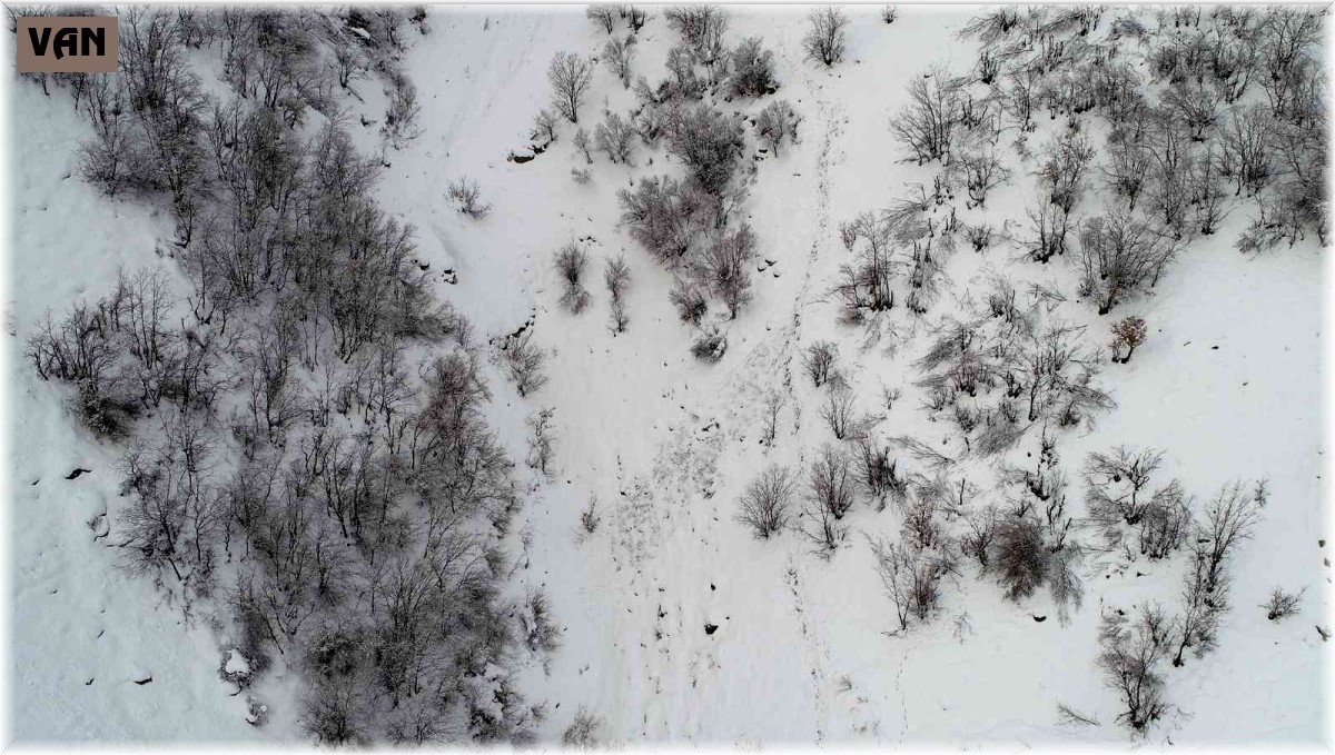 Çatak'ta çığ düştü, keçiler telef oldu