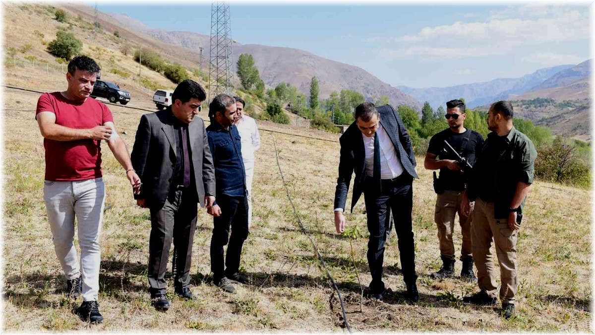 Çatak'ta kapama ceviz bahçeleri kuruluyor