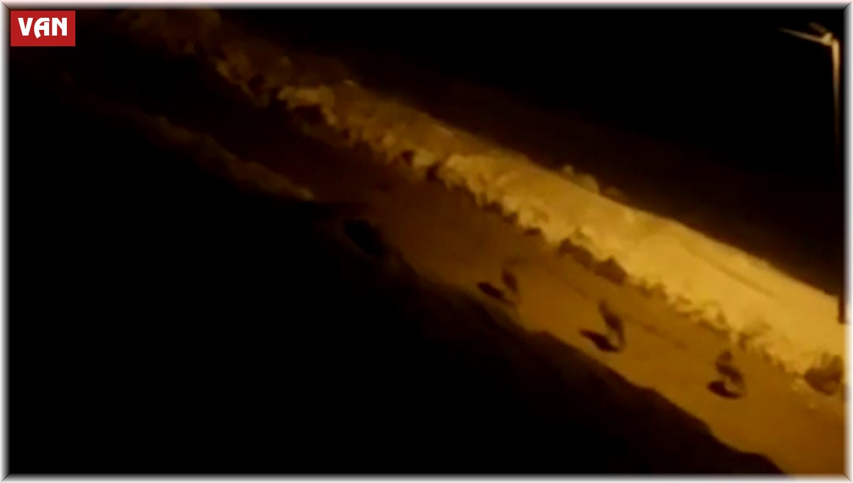 Çatak'ta kurt sürüsü görüldü