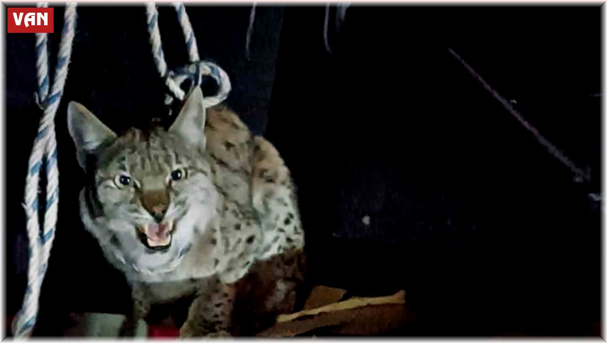 Çatak'ta nesli tehlike altında yaralı vaşak bulundu