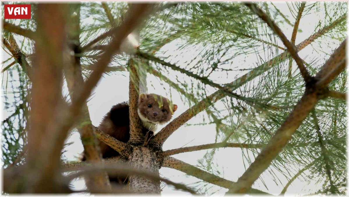 Çatak'ta okulun bahçesine giren gelincik heyecan yaşattı