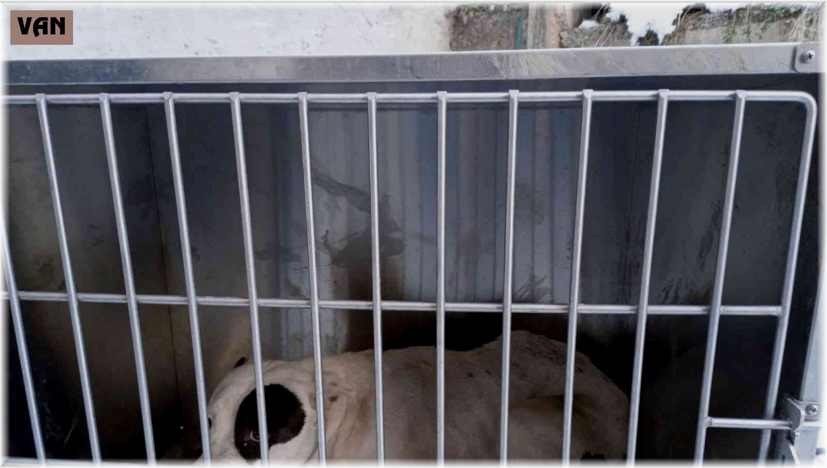 Çatak'ta pitbull cinsi köpek yakalandı