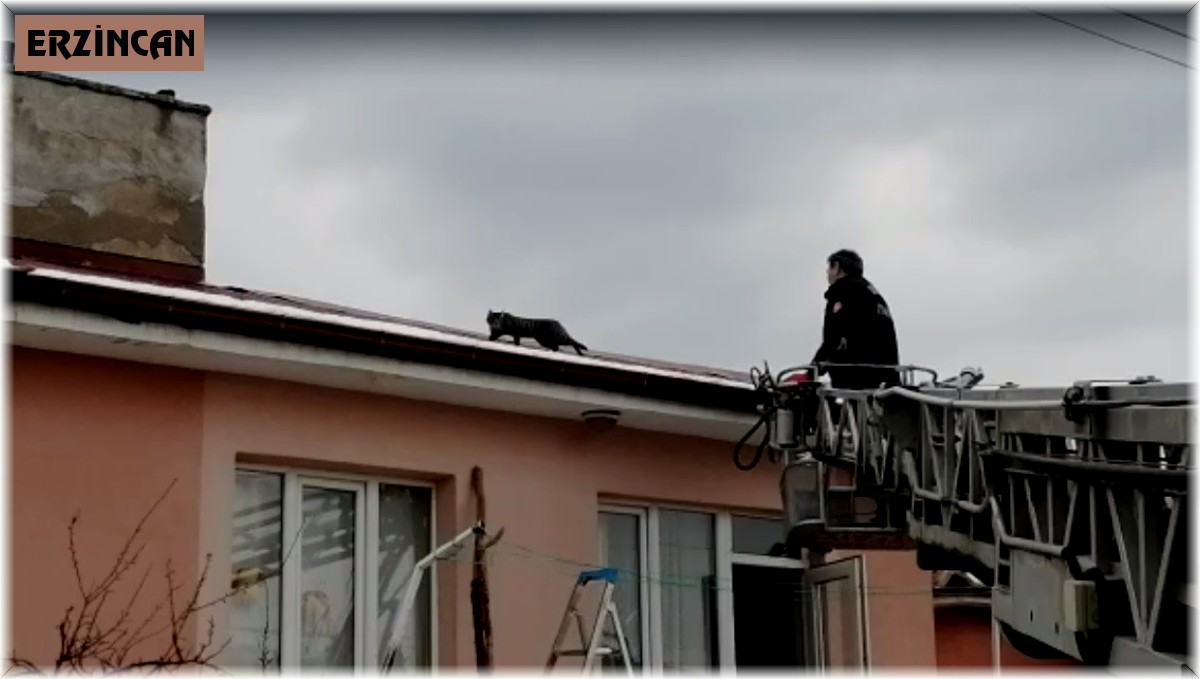 Çatıda mahsur kalan kedi itfaiye ekiplerince kurtardı