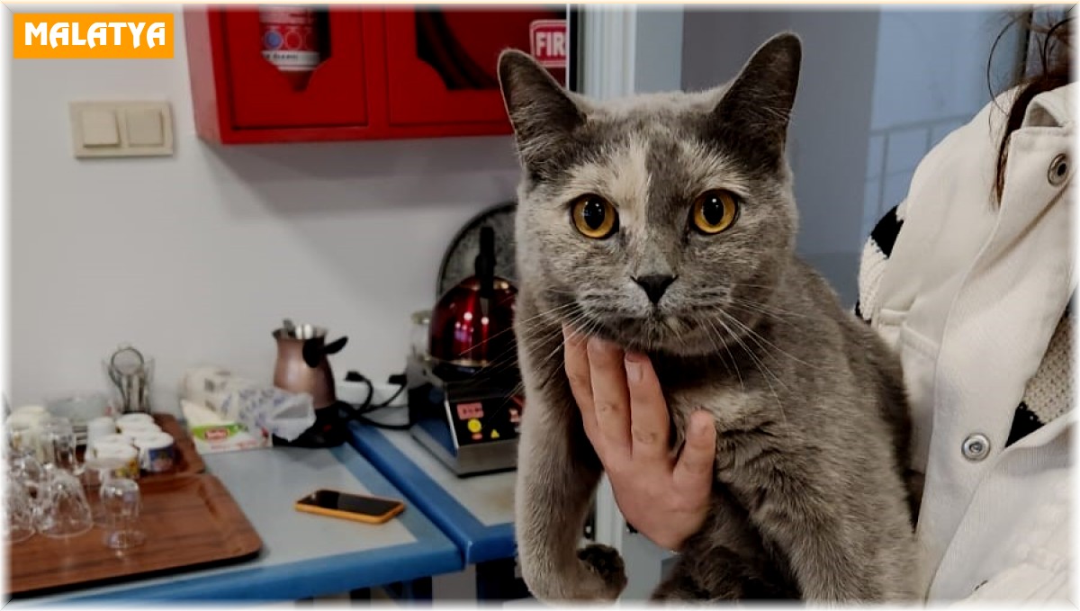 Çatıya sıkışan kediyi personeller kurtardı