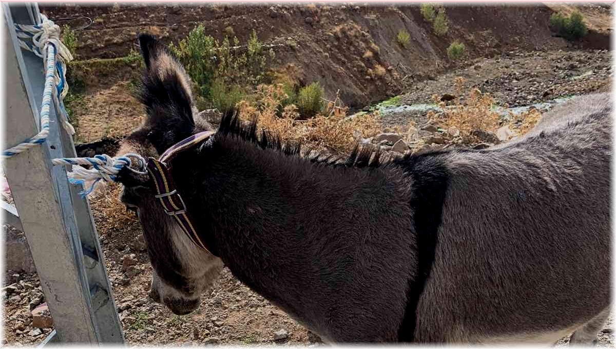 Çaydanlığa ayağı sıkışan eşeği itfaiye ekipleri kurtardı