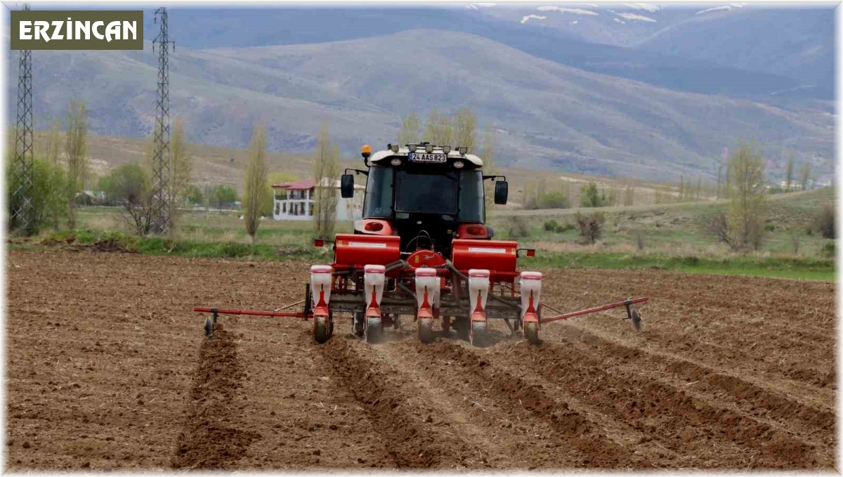 Çayırlı'da ayçiçeği ekimi başladı