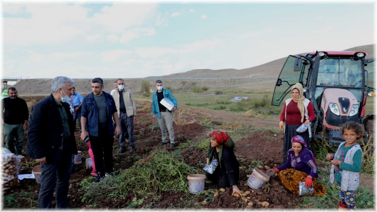 Çayırlı'da ayçiçeği, patates ve mısır hasadı sürüyor