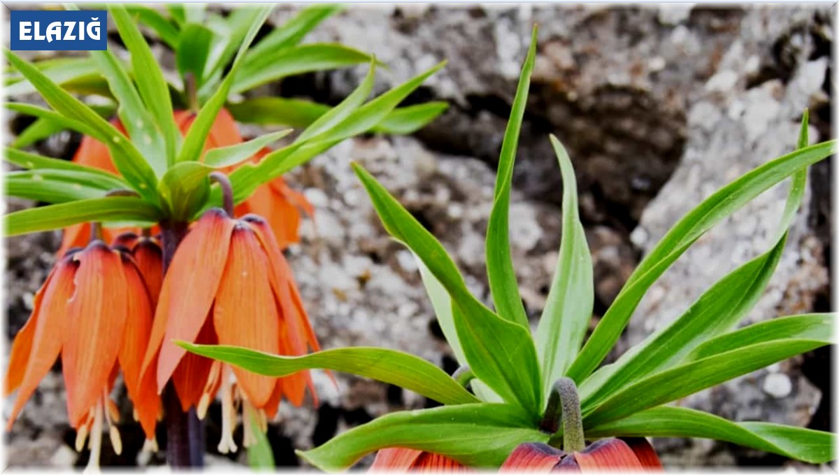 Cebinizde 244 bin lira olmadan bu çiçeği kopartmayın