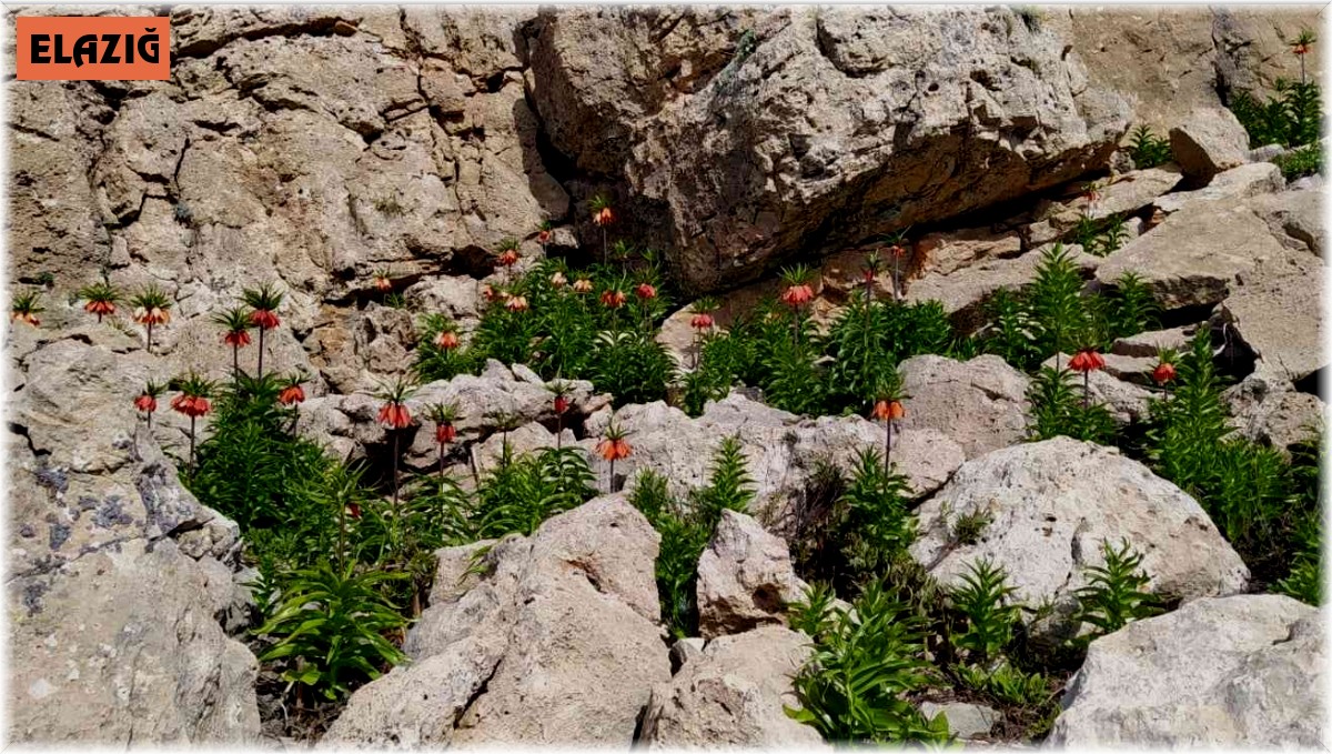 Çemişgezek dağlarındaki ters laleler görsel şölen sunuyor