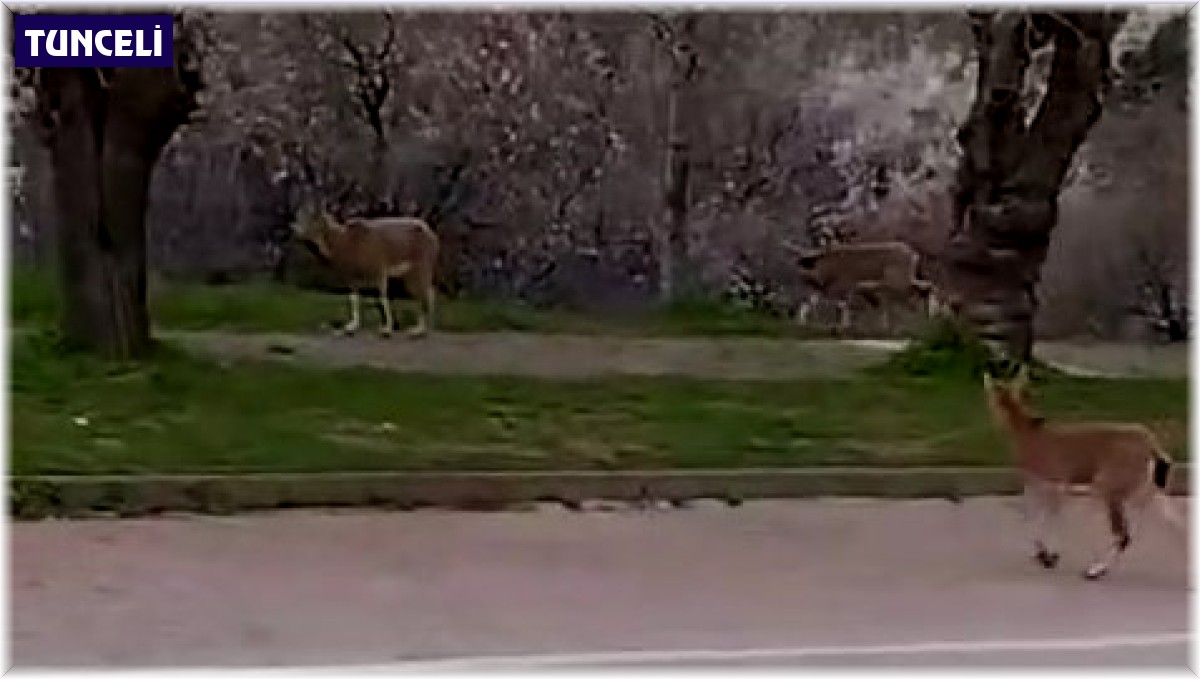 Çemişgezek'te yaban keçileri ilçe merkezine indi