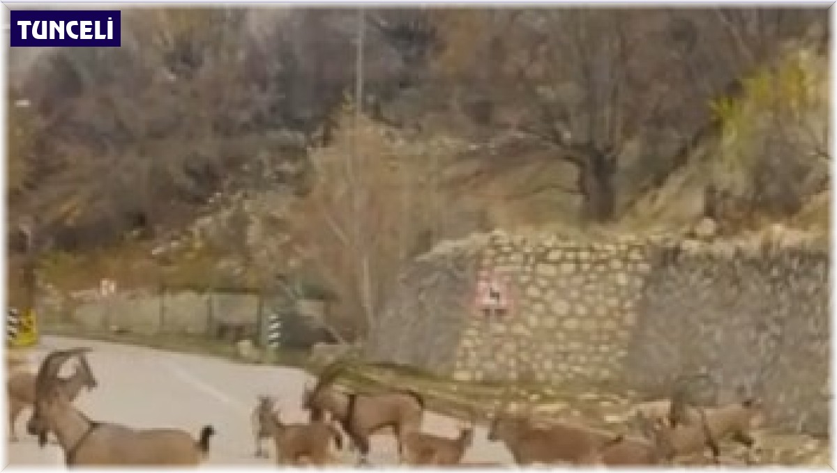 Çemişgezek'te yaban keçileri sürü halinde ilçe merkezine indi