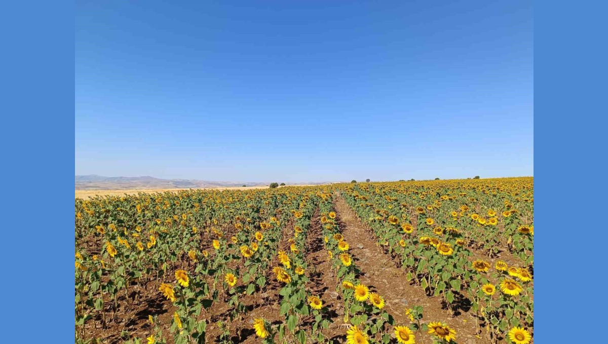 Çemişgezekli çiftçi, ilçede ilk kez yağlık ayçiçeği üretimi yaptı