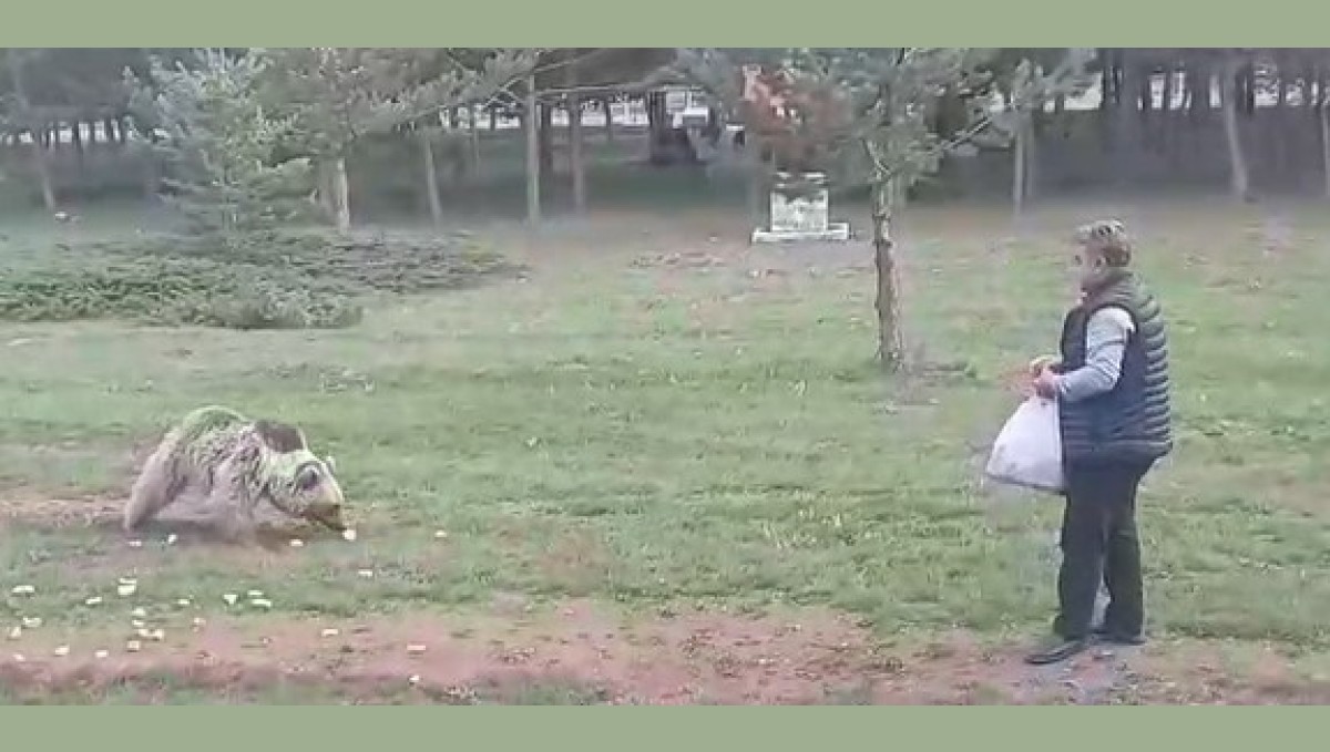 Çemşit ismini verdiği bozayıyı besledi, eşi kayıt altına aldı