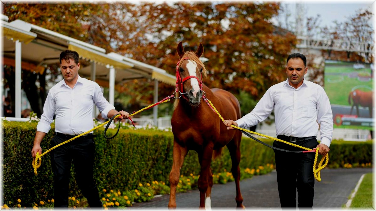 'Cengaver' 680 bin TL'ye alıcı buldu