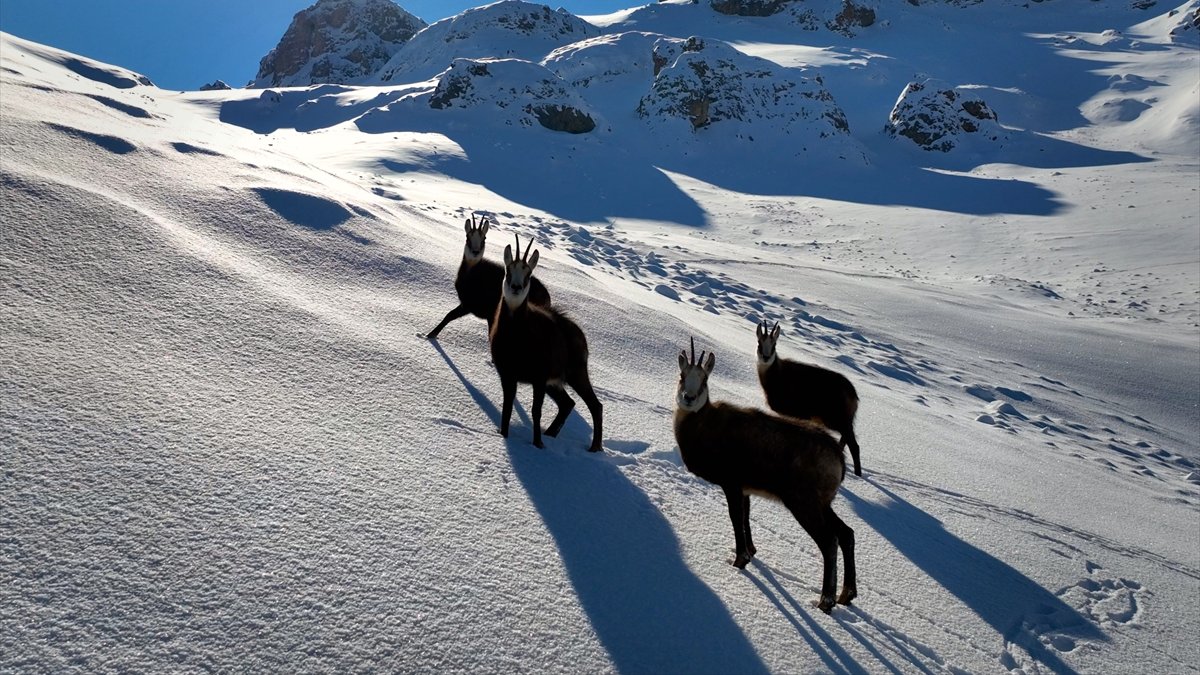 Çengel boynuzlu dağ ve yaban keçileri Erzincan'ın karlı dağlarında görüntülendi