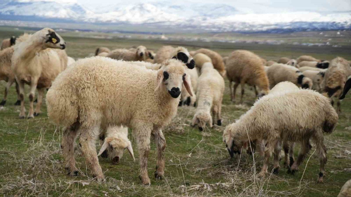 Çetin Kış Bitti, Muş Ovası Kuzu Sesleriyle Doldu