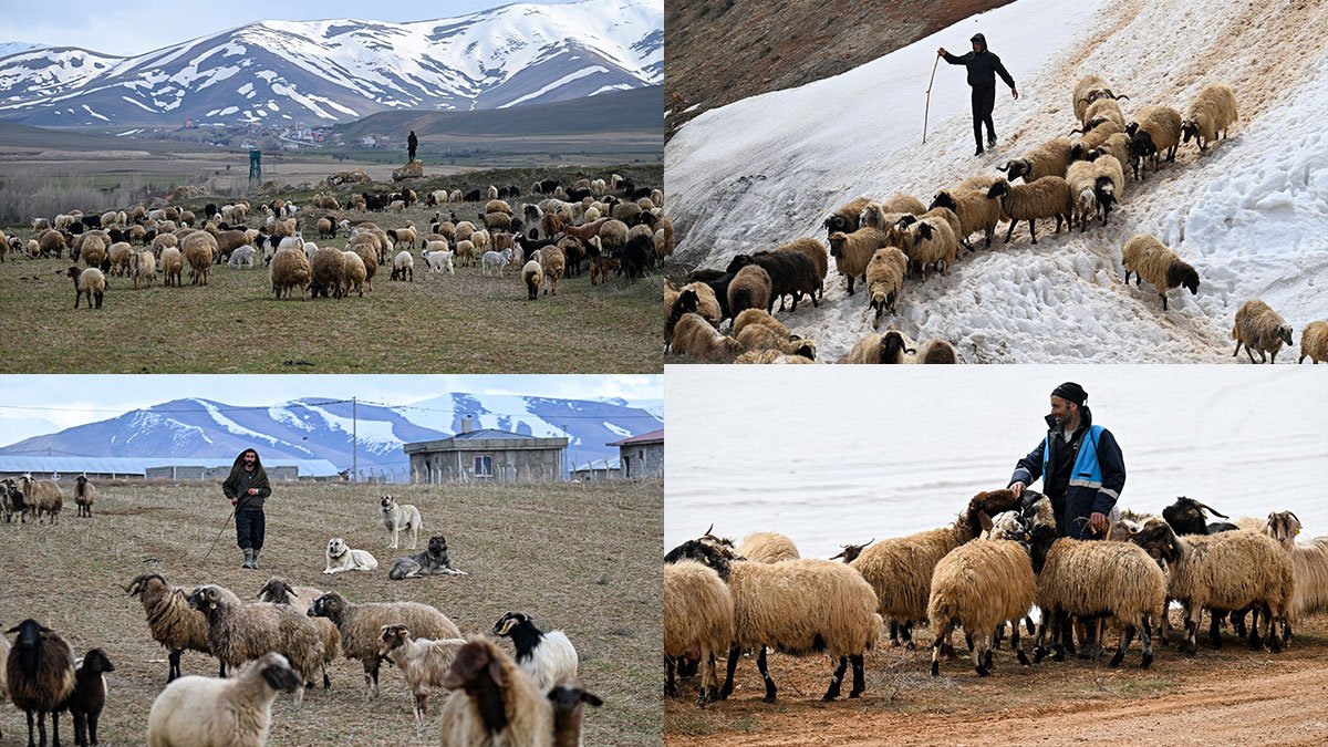 Çetin kışın ardından Van'da sürüler yeniden meralara çıktı