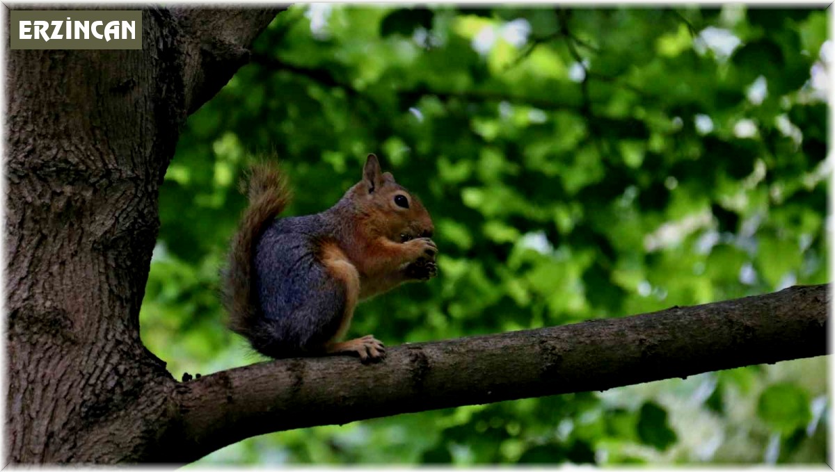 Ceviz ağacındaki sincap ailesinin mutlu halleri görüntülendi