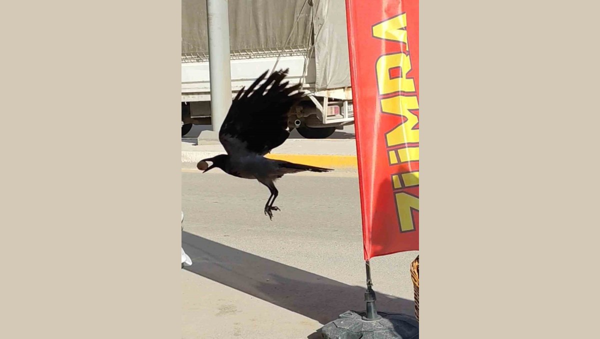 Ceviz çalan karga kameralara yakalandı
