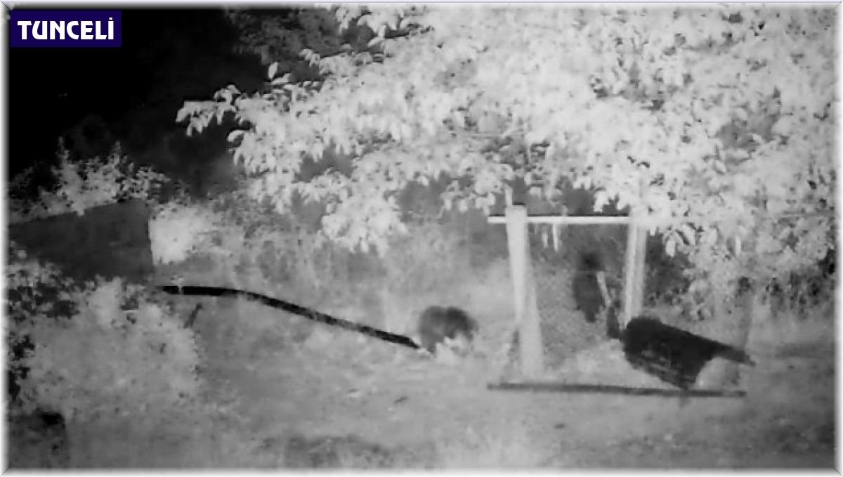 Ceviz yemeye gelen ayılar güvenlik kamerasında