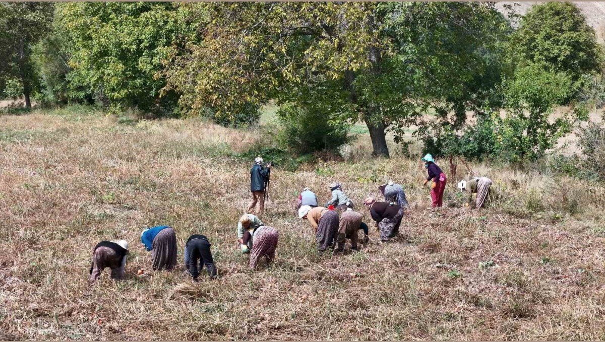 Çiftçilere destek ödemesi bugün yapılacak