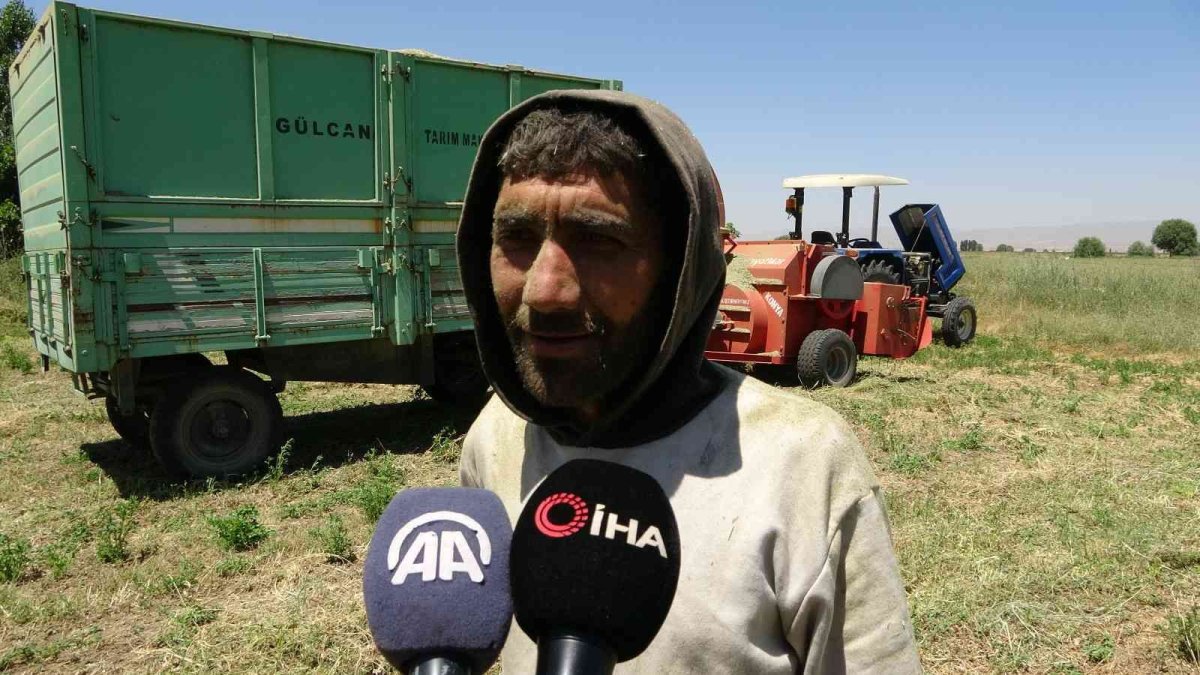 Çiftçilerin Muş Ovası'nda 38 derece sıcakta zorlu patos mesaisi