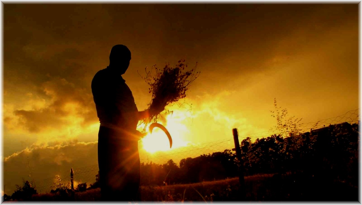 Çiftçilerin zorlu hasat telaşı