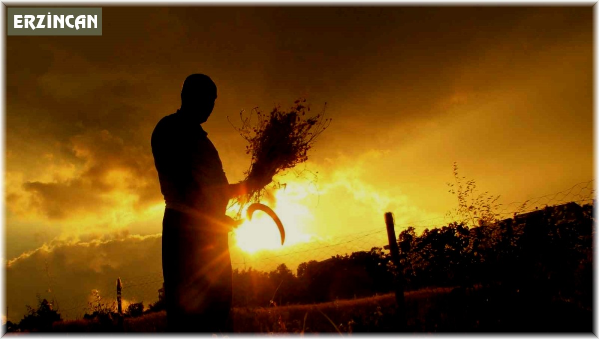 Çiftçilerin zorlu hasat telaşı