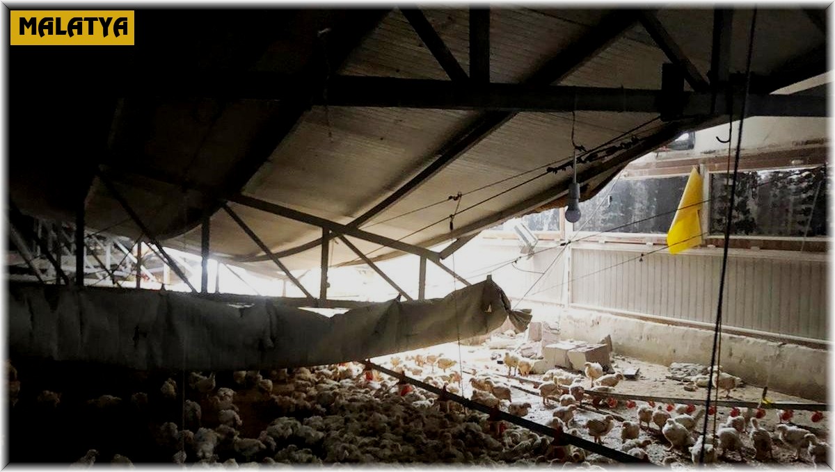 Çiftliğin çatısı çöktü, binlerce tavuk telef oldu