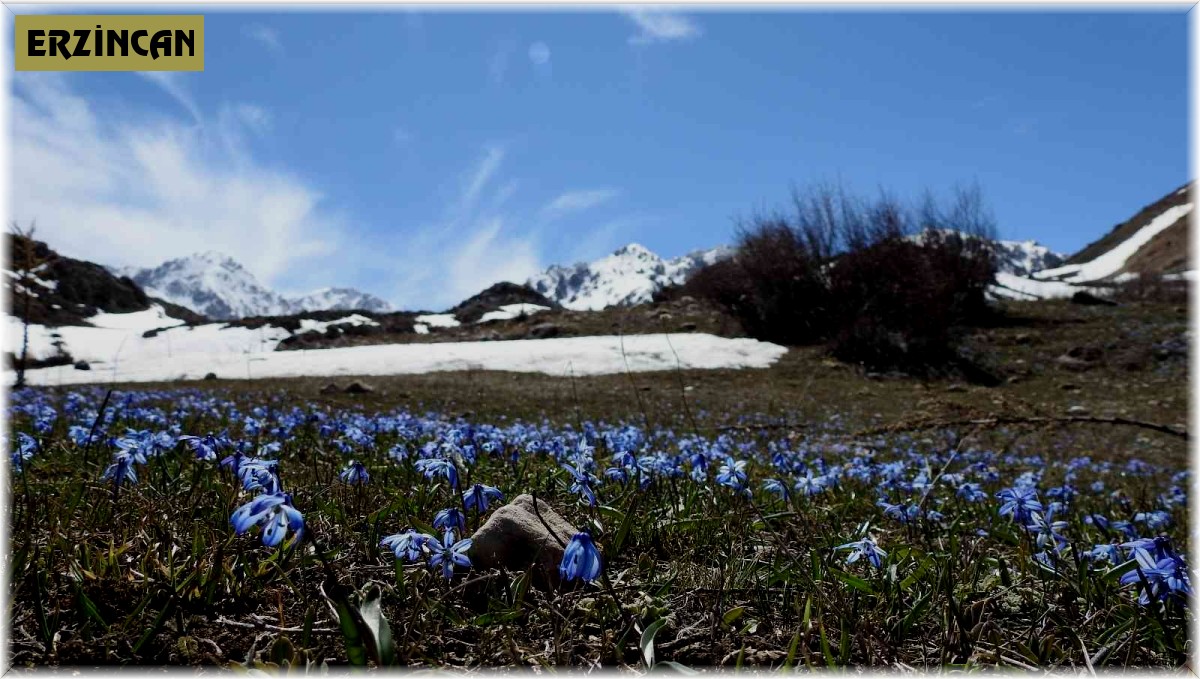 Çiğdem ve nergisler Erzincan'da görsel şölen sunuyor