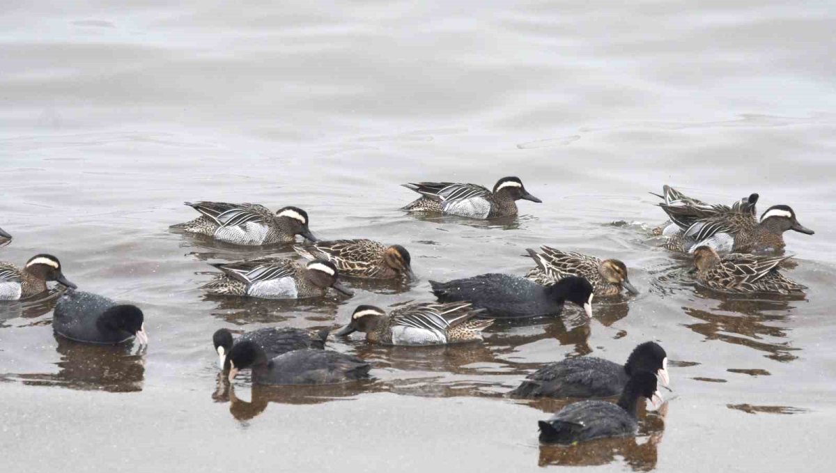 Çıkrıkçın ördekleri Van Gölü sahilinde görüntülendi