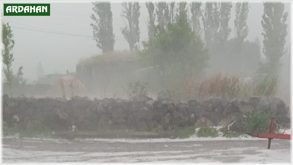 Çıldır'da dolu yağışı ekili alanlara zarar verdi