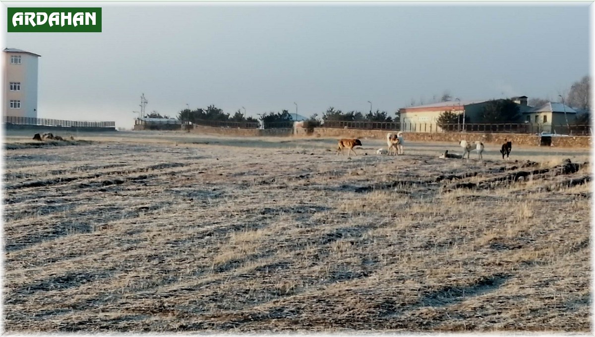 Çıldır'da köpek istilası