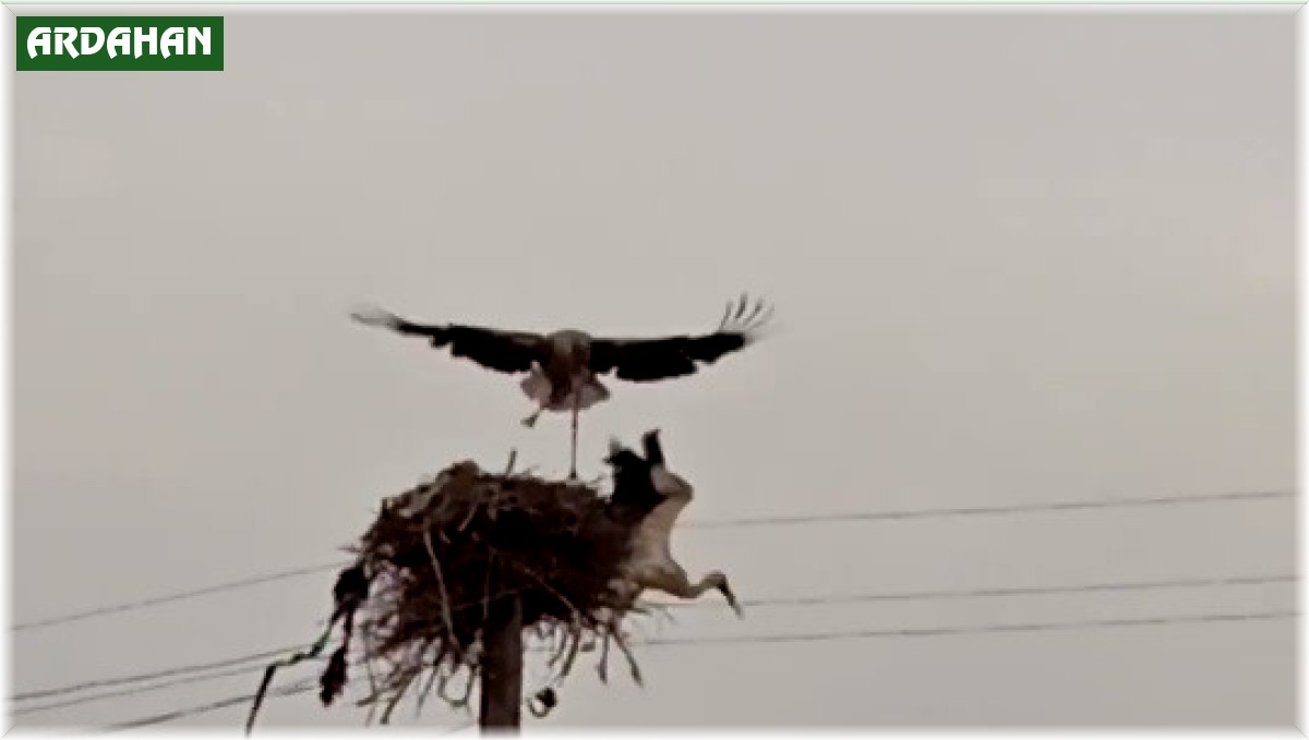 Çıldır'da leyleklerin yuva kavgası kameralara yansıdı