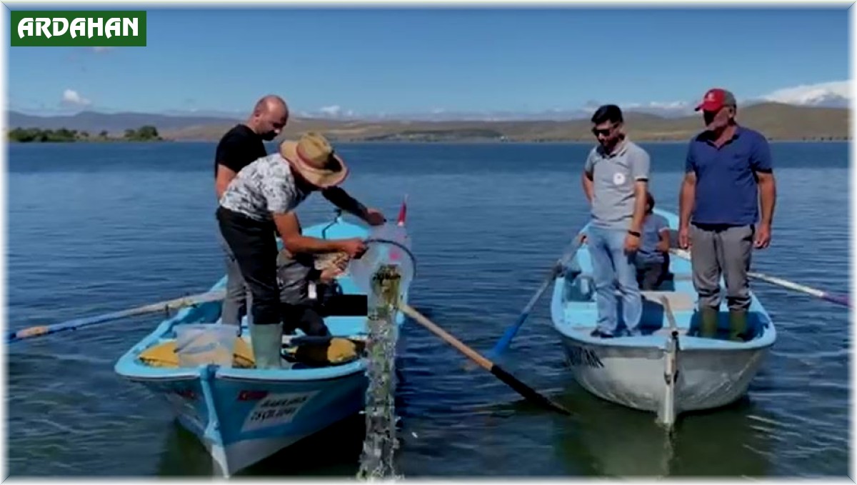 Çıldır'daki doğal yaşama 150 bin yavru sazan desteği