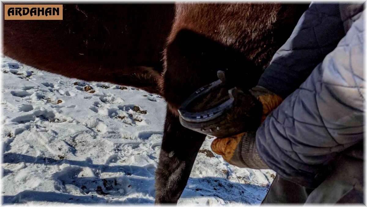 Çıldır Gölü'nde atlara "kış lastiği"