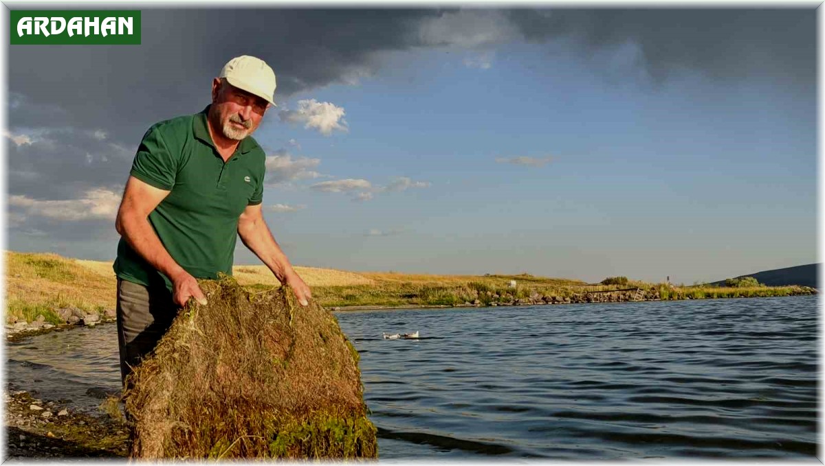 Çıldır Gölü yosun tuttu