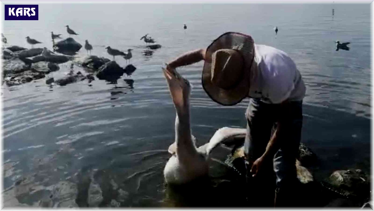 Çıldırlı balıkçı pelikanları eliyle besliyor