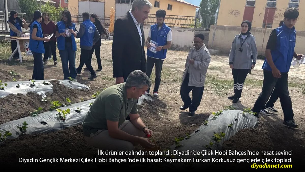Çilek Hobi Bahçesi Meyvesini Verdi: Diyadin'de İlk Hasat Gerçekleşti
