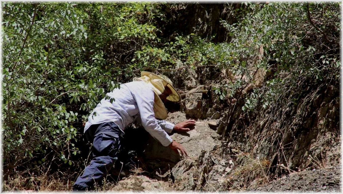 Cilo Dağı eteklerinde bulduğu kaya balını Norveç'e kadar gönderiyor